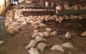 ضرر كبير أصاب مربي الدواجن والطيور بسبب موجة الحر