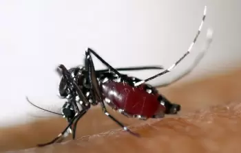 بعوضة النمر الآسيوي