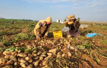 توسع زراعة البطاطس بغزة تحقق اكتفاءً ذاتيًّا وقدرة تصديرية