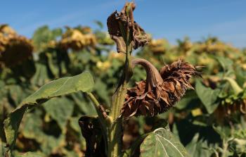 صورة توضيحية