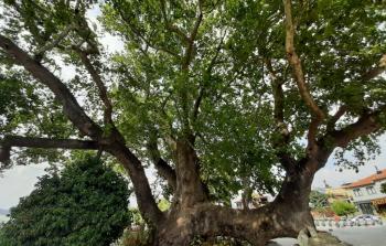 شجرة الجميز - أرشيف