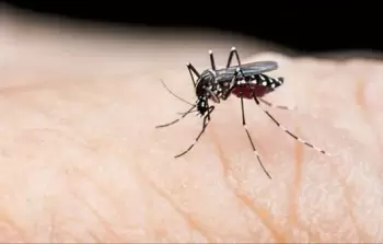 الصحة العالمية: نصف سكان العالم معرضون لخطر حمى الضنك 