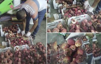 مشهد من إتلاف طواقم بلدية خان يونس للخوخ الفاسد