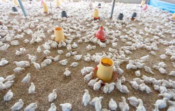 صغار مزارعي الدواجن يناشدون الزراعة لتوفير الصيصان والأعلاف