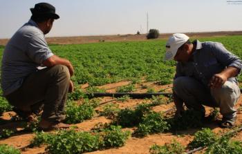 الزراعة تقدم إرشادات للمزارعين للتعامل مع المنخفضات