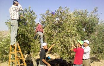 استعداد لقطف الزيتون بغزة والزراعة ترجح إنتاج 10 آلاف طن