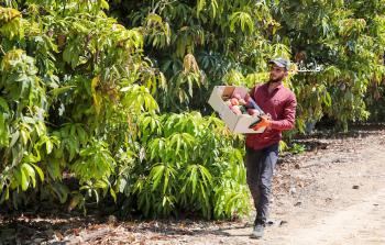 مزارع يقطف ثمار المانجا من أراضي المحررات