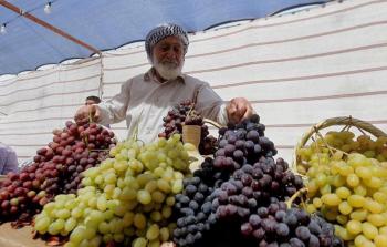 التقلّبات الجوية والمحصول المستورد يهزان موسم العنب الخليلي