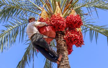 قطف البلح في غزة