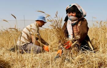 الحرب تقوِّض استراتيجيَّة غزَّة في الاكتفاء الذَّاتيِّ الزِّراعيِّ