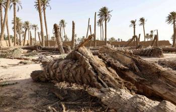 أشجار النَّخيل في غزَّة.. جرح جديد في قلب الزِّراعة الفلسطينيَّة