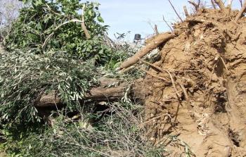 في ظل العدوان.. 15 مليار دولار خسائر قطاع البستنة الشَّجريَّة خلال عام بغزَّة