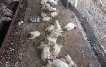 الزِّراعة: حربُ الإبادة تُلحق خسائر فادحة بالثَّروة الحيوانيَّة في غزَّة