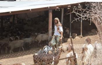 مستوطنون يسرقون 15 رأسًا من الغنم شمال أريحا