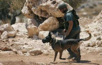 الأورومتوسطي: تصدير هولندا الكلاب العسكريَّة إلى الاحتلال يضعها في موقع التواطؤ بالجرائم الدولية