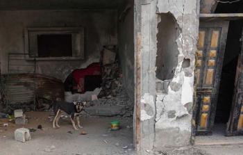 بين قهر الخيام وأنياب الحرب... الكلاب الضَّالَّة تضيِّق على النَّازحين حياتهم