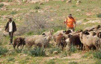 مستوطنون يطلقون مواشيهم في مسافر يطا