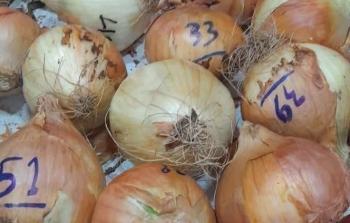 في غزة.. بصلة بـ51 شيكل تعكس عمق الأزمة الإنسانية تحت الحصار