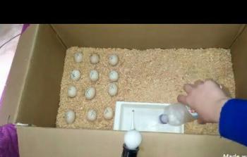 شاب غزّي يُنشئ فقّاسة دواجن بدائية وسط دمار القطاع