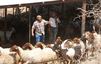 مستوطنون يسرقون ويقتلون عشرات رؤوس الأغنام في الأغوار الشمالية