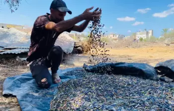 موسم الزَّيتون في غزَّة يغيب للعام الثَّالث على التَّوالي بفعل الحرب