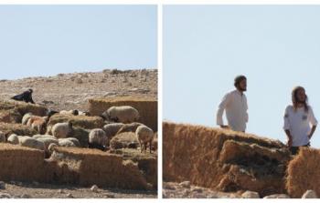 مستوطنون يرعون مواشيهم وسط منازل شلال العوجا بأريحا