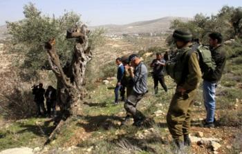 منذ بداية موسم قطف الزيتون الحالي رصد 158 اعتداء ضد المزارعين الفلسطينيين