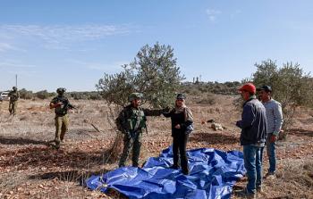 موسم قطف الزيتون يُعد مصدر رزق رئيسي آلاف العائلات الفلسطينية في الضفة الغربية