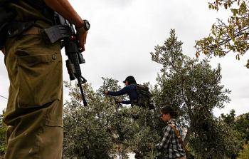 الأراضي الفلسطينية تتعرض خلال موسم الزيتون لاعتداءات متكررة من المستوطنين