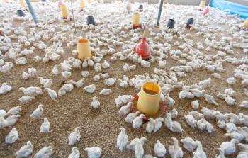 قبل حرب الإبادة، كان قطاع غزة ينتج جزءًا كبيرًا من احتياجاته من الدواجن