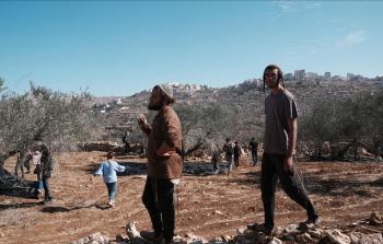 موسم قطاف الزيتون هذا العام شهد أسوأ موجة إرهاب للمستوطنين منذ سنوات