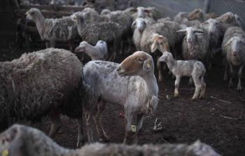 صورة تعبيرية