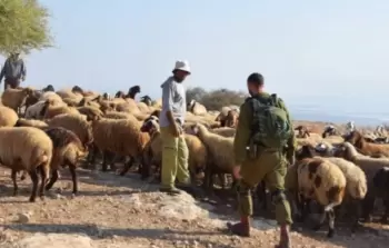 صورة أرشفية من اعتداءات المستوطنين على ممتلكات الفلسطينيين في الضفة الغربية