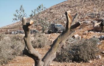 التقديرات تشير إلى أن نحو 4 آلاف شجرة مهددة بالاقتلاع في ترمسعيا