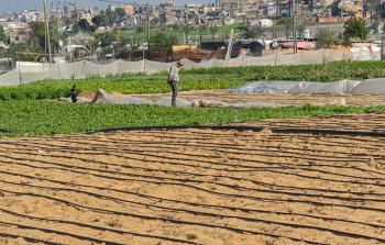 المزارع أسعد حجازي استعان بإمكانيات متواضعة لحرث وزراعة 5 دونمات بمحاصيل موسمية