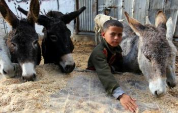 صورة من الأرشيف