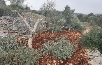 اقتلع مستوطنون 500 شجرة في خربة واد الرخيم ببلدة يطا