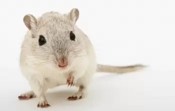 توصل الباحثون إلى أن الذكريات المبكرة قد لا تكون مفقودة تماماً