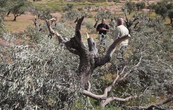 صورة من الأرشيف