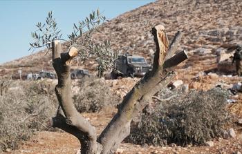 تصاعد الانتهاكات الإسرائيلية بحق القطاع الزراعي في محافظات الضفة (أرشيف)