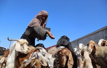 سيدة فلسطينية من غزة ترعى ما تبقى من الأغنام لديها بعد الحرب الإسرائيلية على غزة