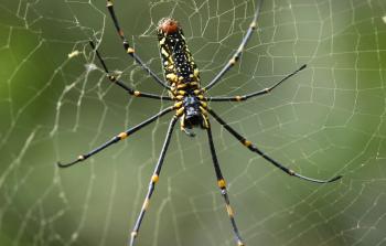 صورة توضيحية