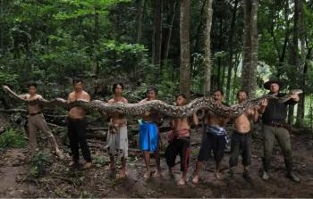 أطول أفعى في العالم (وكالات)