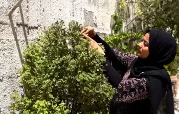 صورة من الأرشيف