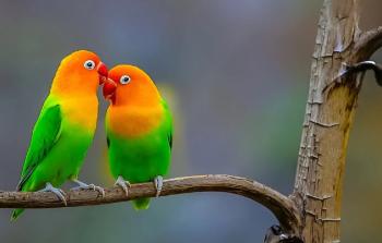 صورة توضيحية