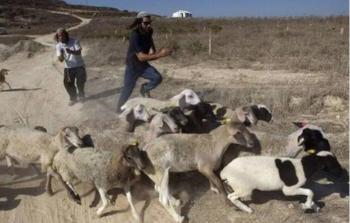 صورة من الأرشيف