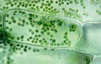 البلاستيدات الخضراء تطلق الأكسجين بوصفه ناتجًا للبناء الضوئي (وكالات)