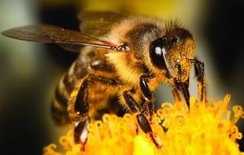 صورة توضيحية