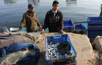 الاحتلال يرحم أهل غزة موسم السردين