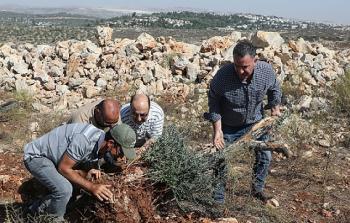 الاحتلال يمارس تصحيراً ممنهجاً للأراضي الفلسطينية عبر عمليات اقتلاع وتجريف منظمة